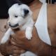 Lhasa Apso Puppies for sale in Baruipur, West Bengal 700144, India. price: 5000 INR