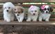 Lhasa Apso Puppies for sale in Seattle, WA, USA. price: NA