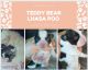 Lhasa Apso Puppies for sale in St. Petersburg, FL, USA. price: $1,800