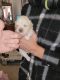 Lhasa Apso Puppies for sale in Apple Valley, CA 92307, USA. price: $220,000