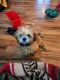 Lhasa Apso Puppies for sale in Jamestown, OH 45335, USA. price: $400