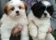Lhasa Apso Puppies for sale in Kottayam, Kerala, India. price: 13000 INR