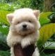 Lhasa Apso Puppies for sale in Chandigarh, India. price: 25000 INR