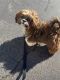 Lhasa Apso Puppies for sale in Southington, CT, USA. price: NA
