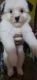 Lhasa Apso Puppies for sale in Ranchi, Jharkhand, India. price: 16000 INR