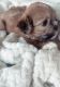 Lhasa Apso Puppies for sale in St. Petersburg, FL, USA. price: $800