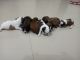 Lhasa Apso Puppies for sale in Pune, Maharashtra, India. price: 11000 INR