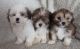 Lhasa Apso Puppies for sale in Ridgeville, SC 29472, USA. price: $2,500