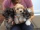 Lhasa Apso Puppies for sale in New York, NY, USA. price: $450