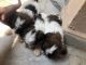 Lhasa Apso Puppies for sale in Begumpet, Hyderabad, Telangana, India. price: 10 INR