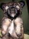Lhasa Apso Puppies for sale in Ram Darbar, Chandigarh, 160002, India. price: 20000 INR