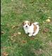 Lhasa Apso Puppies for sale in 1st St, Houlton, ME 04730, USA. price: NA