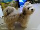 Lhasa Apso Puppies for sale in Poladpur, Maharashtra 402303, India. price: 18000 INR
