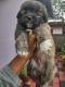 Lhasa Apso Puppies for sale in Bengaluru, Karnataka, India. price: 15000 INR
