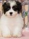 Lhasa Apso Puppies for sale in Homestead, FL, USA. price: $1,000