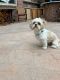 Lhasa Apso Puppies for sale in Cumberland, RI 02864, USA. price: NA