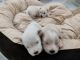 Lhasa Apso Puppies for sale in Tirupati, Andhra Pradesh, India. price: 12000 INR