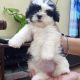 Lhasa Apso Puppies for sale in Ranchi, Jharkhand, India. price: 12 INR