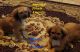 Lhasa Apso Puppies for sale in Victorville, CA, USA. price: NA