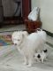 Lhasa Apso Puppies for sale in Retteri, Chennai, Tamil Nadu 600099, India. price: 30000 INR