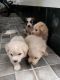 Lhasa Apso Puppies