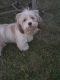 Lhasa Apso Puppies for sale in Norfolk, VA, USA. price: $1,500