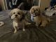 Lhasa Apso Puppies for sale in Merced, CA, USA. price: $500