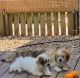 Lhasa Apso Puppies for sale in Strafford, MO 65757, USA. price: $500