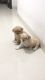 Lhasa Apso Puppies for sale in Pune, Maharashtra, India. price: 12000 INR