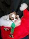 Lhasa Apso Puppies for sale in San Antonio, TX, USA. price: $800