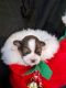 Lhasa Apso Puppies for sale in San Antonio, TX, USA. price: NA