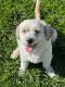 Lhasa Apso Puppies for sale in Bloomfield, CT, USA. price: $500