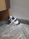 Lhasa Apso Puppies for sale in Pune, Maharashtra, India. price: 20000 INR