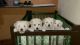 Lhasa Apso Puppies for sale in Surapet Main Rd, GS Nagar, Vinayakapuram, Lakshmipuram, Chennai, Tamil Nadu, India. price: 6000 INR