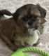 Lhasa Apso Puppies for sale in Appleton, WI, USA. price: $600