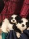 Lhasa Apso Puppies for sale in Lebanon, OR 97355, USA. price: $80,000