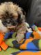 Lhasa Apso Puppies for sale in Covington, TX 76636, USA. price: NA