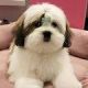 Lhasa Apso Puppies for sale in Lucknow, Uttar Pradesh, India. price: 15000 INR