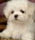 Lhasa Apso Puppies for sale in Lucknow, Uttar Pradesh, India. price: 20000 INR