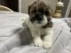 Lhasa Apso Puppies for sale in St. Petersburg, FL, USA. price: $650
