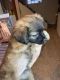 Lhasa Apso Puppies for sale in Baltimore, MD, USA. price: NA