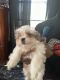 Lhasa Apso Puppies for sale in North Plainfield, NJ 07062, USA. price: NA