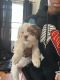 Lhasa Apso Puppies for sale in North Plainfield, NJ 07062, USA. price: $1,200