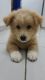 Lhasa Apso Puppies for sale in Los Angeles, CA, USA. price: $950