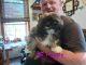 Lhasa Apso Puppies for sale in New York, NY, USA. price: $700