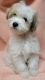 Lhasa Apso Puppies for sale in Cocoa, FL, USA. price: NA