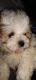 Lhasa Apso Puppies for sale in Cumberland, VA 23040, USA. price: $900
