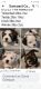 Lhasa Apso Puppies for sale in Land O' Lakes, FL, USA. price: NA