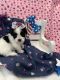 Lhasa Apso Puppies for sale in Altoona, PA, USA. price: $1,200