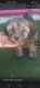 Lhasa Apso Puppies for sale in Corona, CA, USA. price: NA